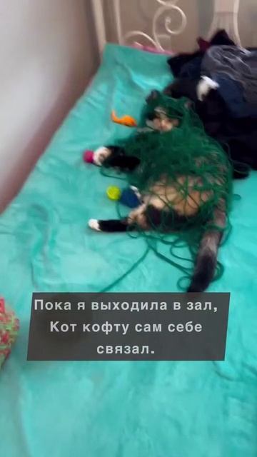 кот мастер
