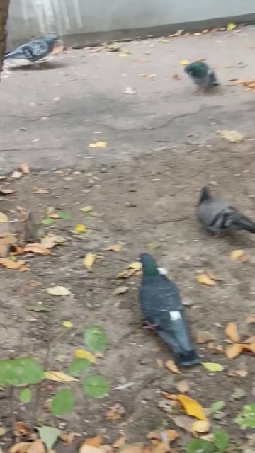 Голубь с перышком