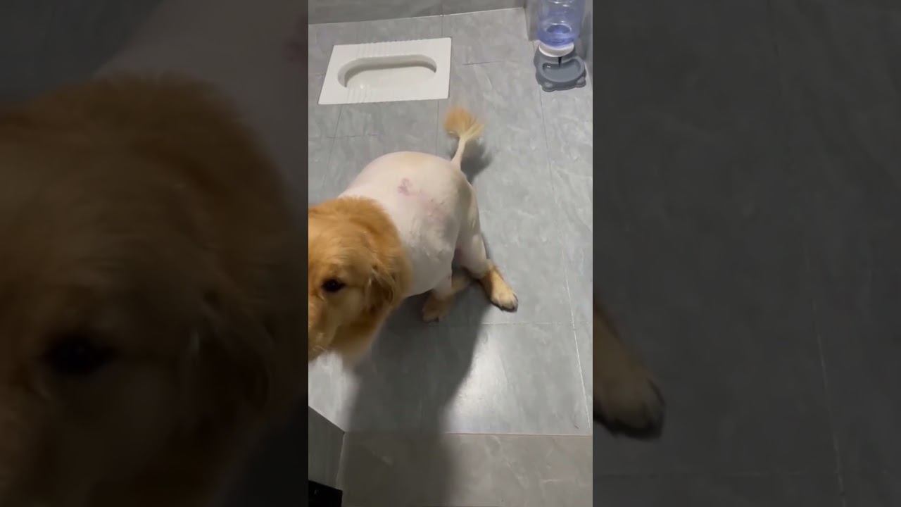 Funny Pets !!!  #funny #pets #shorts