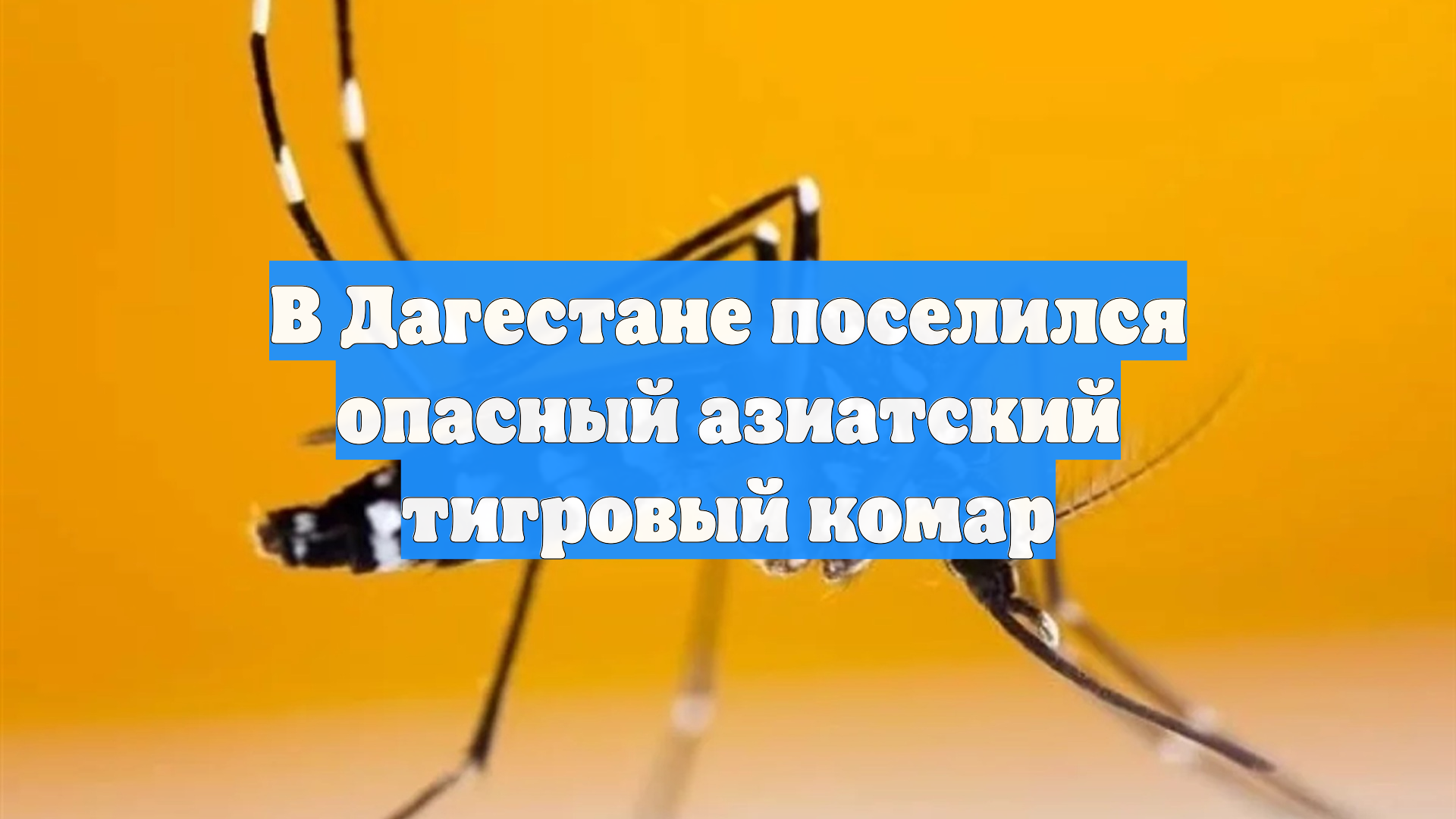 В Дагестане поселился опасный азиатский тигровый комар
