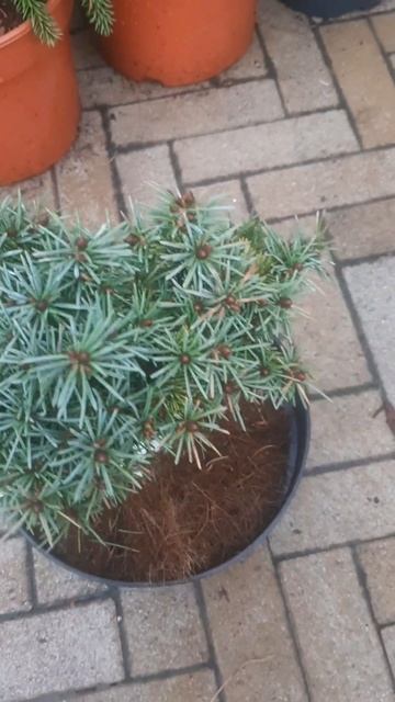 ❤🌲Ель Талболт Лейк энгельмана
✔Продажа растений в телеграм канале:
Https://t.me/love_is_hvoiny_dvori