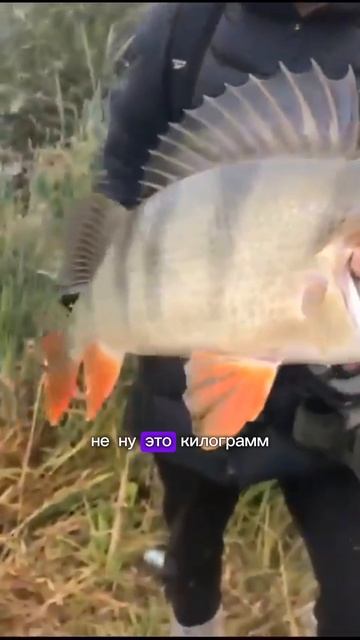 Трофейный Окунь 🎣