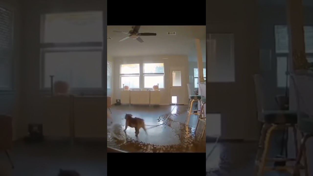 Funny pets !!!  funny pets shorts