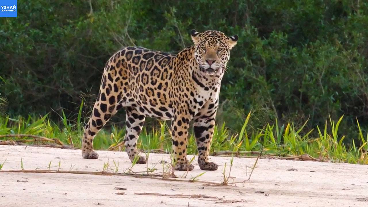 Мощный самец ягуара  настоящий король бразильских джунглей!
