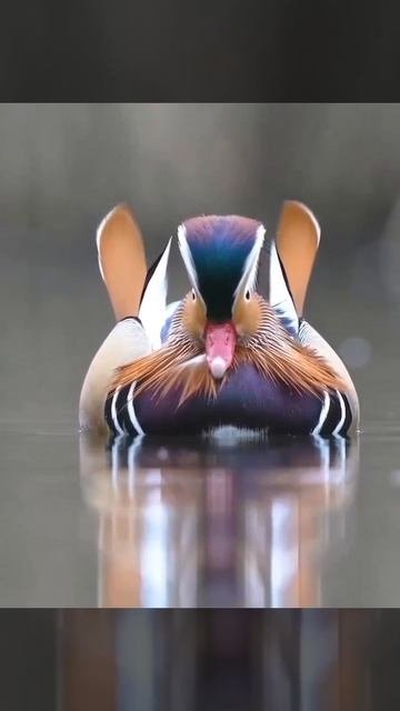 Мандаринка 🏝️🦆🏝️