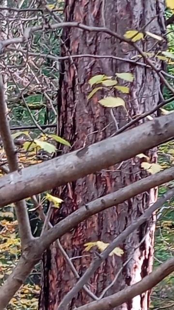 11.10.25. положила корм в дальние кормушки для белочек и мелких птиц. Белочка прибежала за орехом