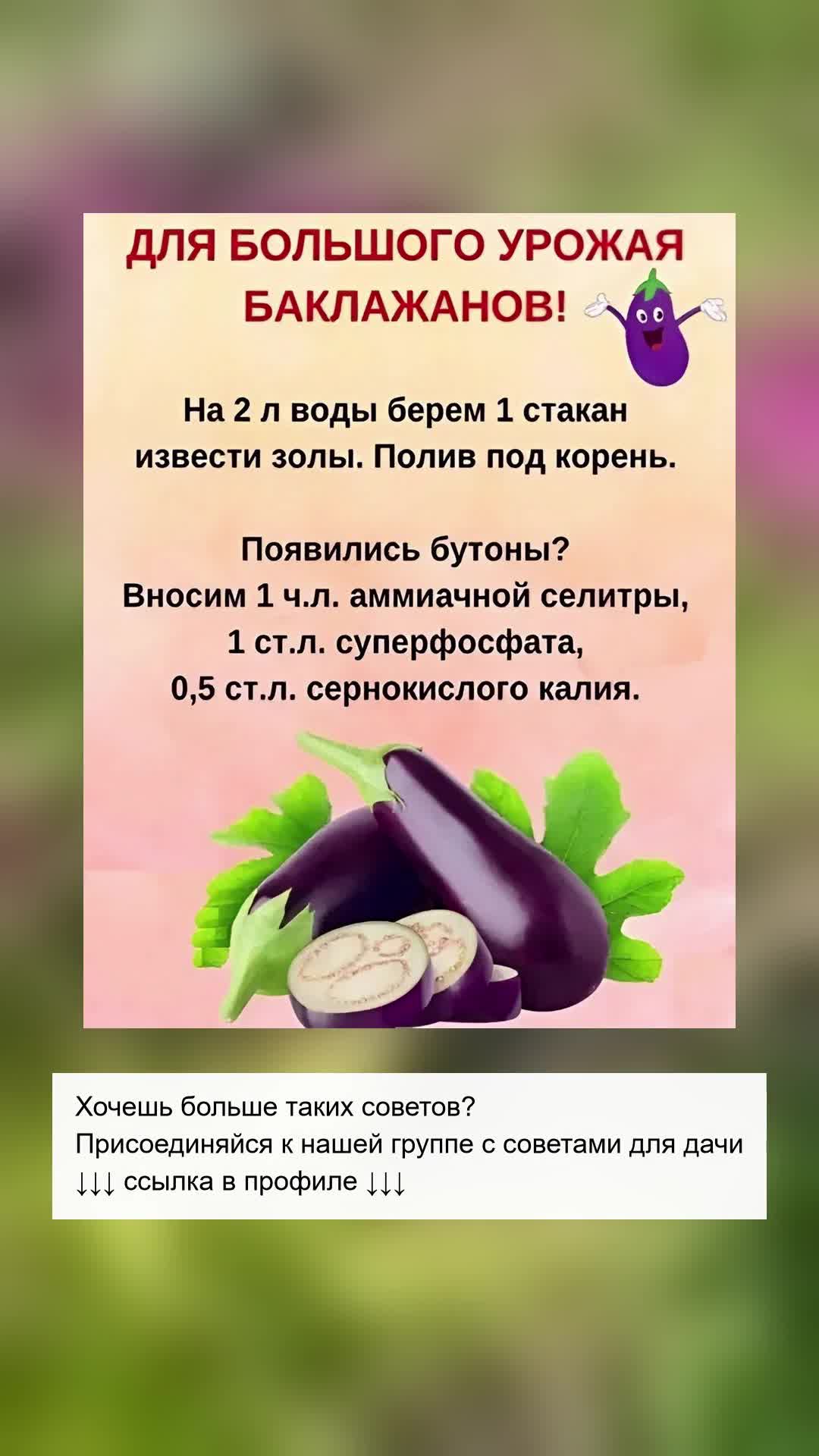 Секреты обильного урожая баклажанов