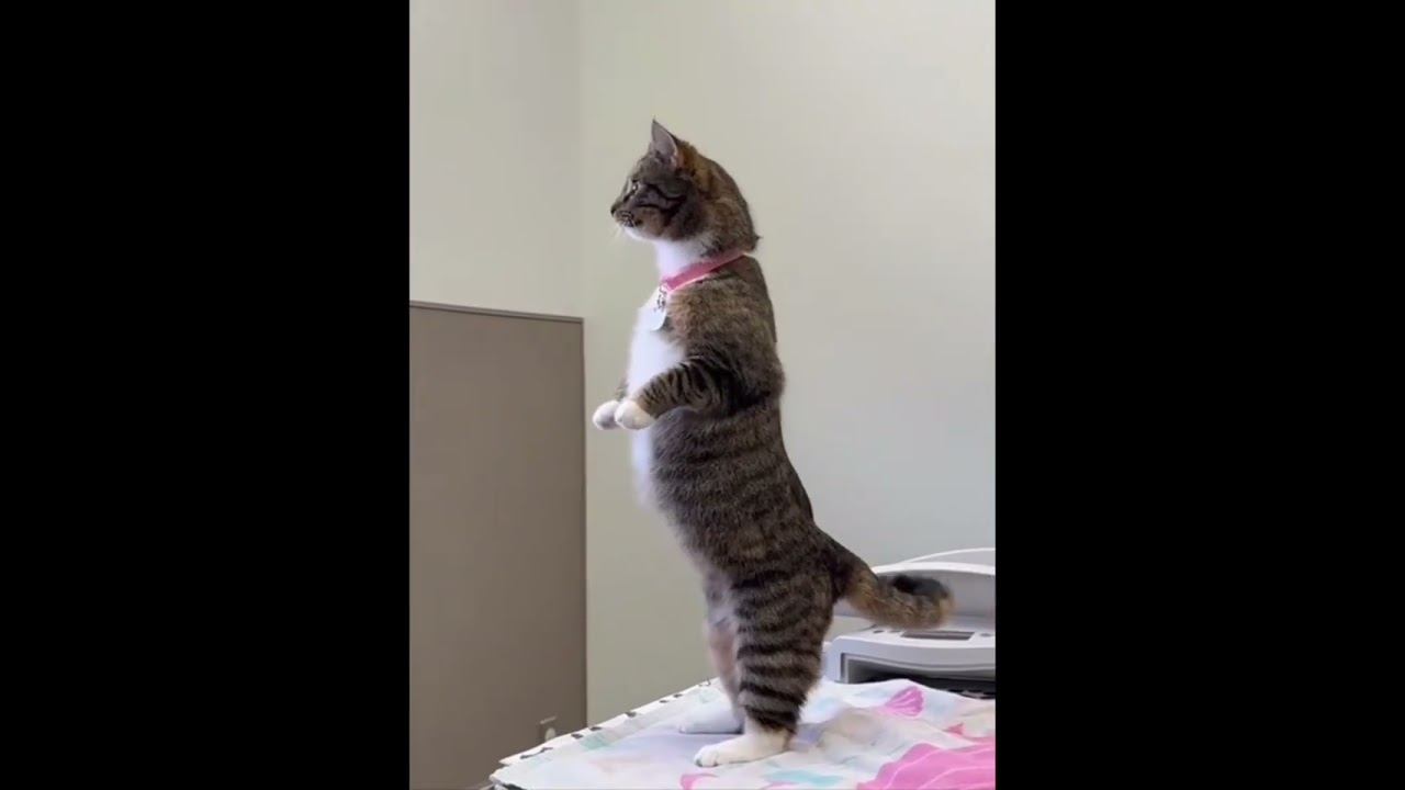 Funny Cats !!!  #funny #cat #cats #shorts
