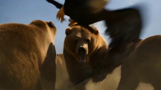 медведь и орёл – Bär Und Adler