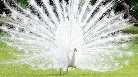 А нас природа не раскрасила. 🫠