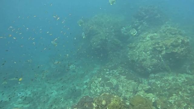 Подводный рай, коралловые рифы Таиланда, дайвинг в Таиланде