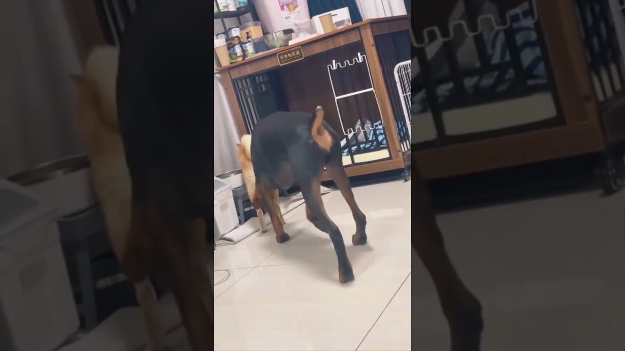 Funny pets !!!  funny pets shorts