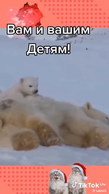 video_9508135179741.mp4