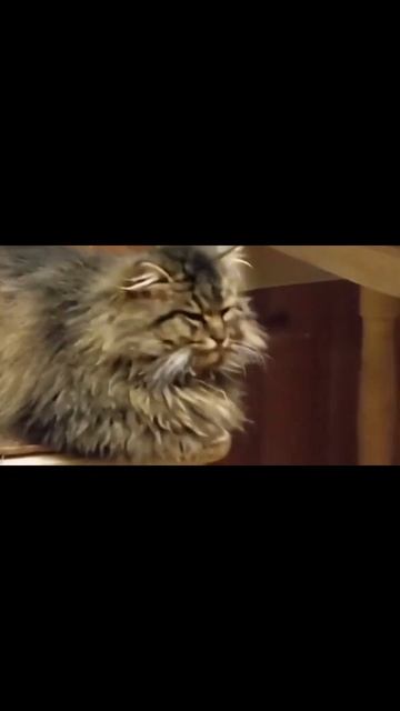 из котика в енотика
