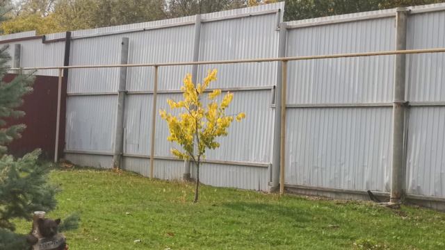 Дождь молодое дерево абрикосы с жёлтыми листьями