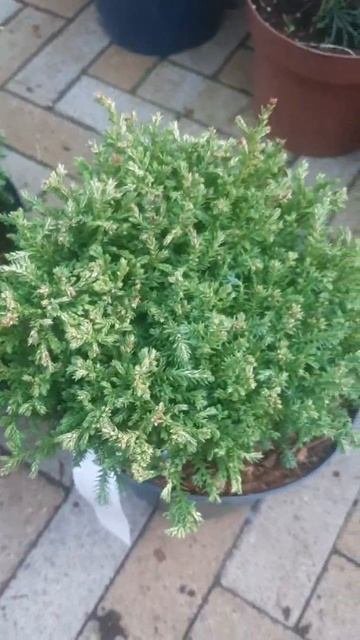 ❤🌲Кипарисовик Спанс Кенонбол
✔Продажа растений в телеграм канале: 
Https://t.me/love_is_hvoiny_dvori