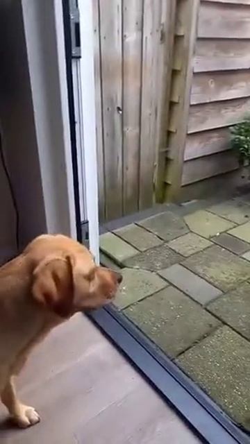 У кота личный швейцар.mp4