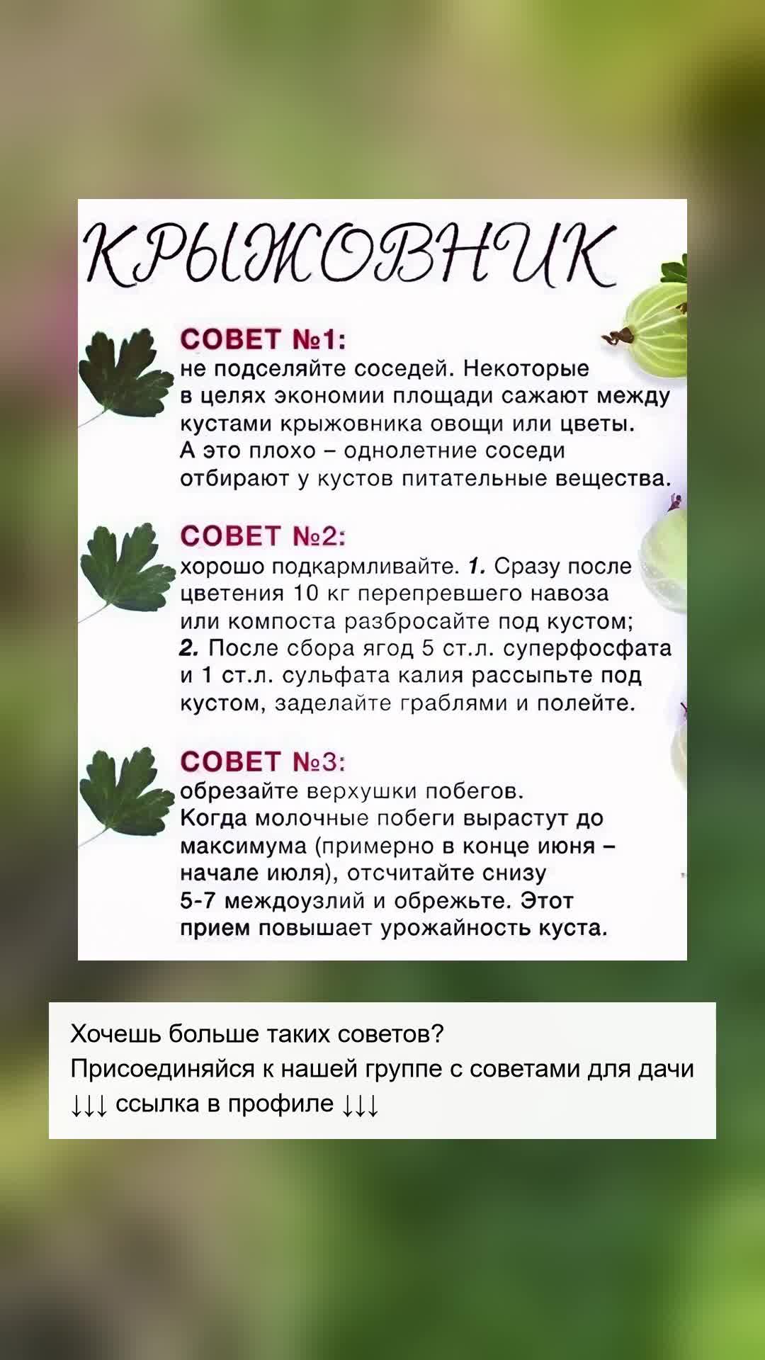 Секреты ухода за крыжовником