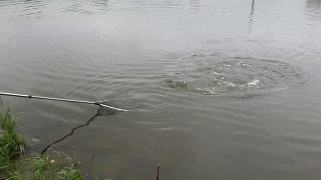 форель