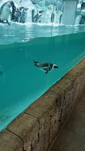 VID_20250906_181259_102505.mp4