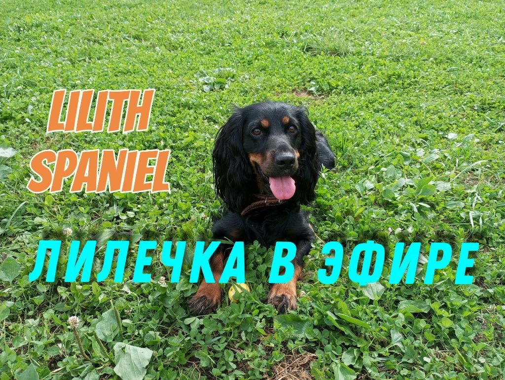 Спаниелька опять не хочет кушать