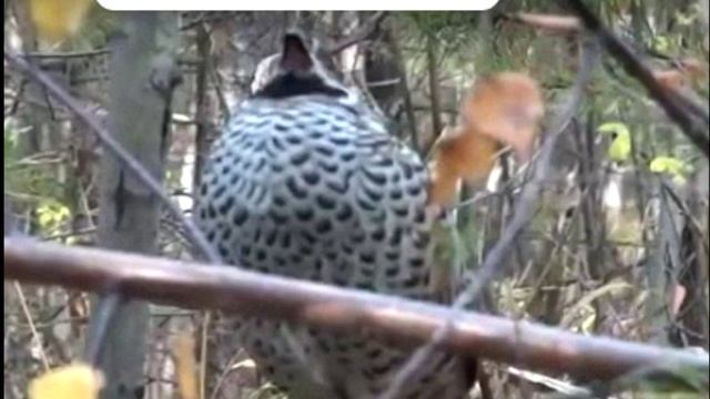 КАК СВИСТИТ ЖИВОЙ РЯБЧИК САМЕЦ ЗВУК НА ПОЛНУЮ