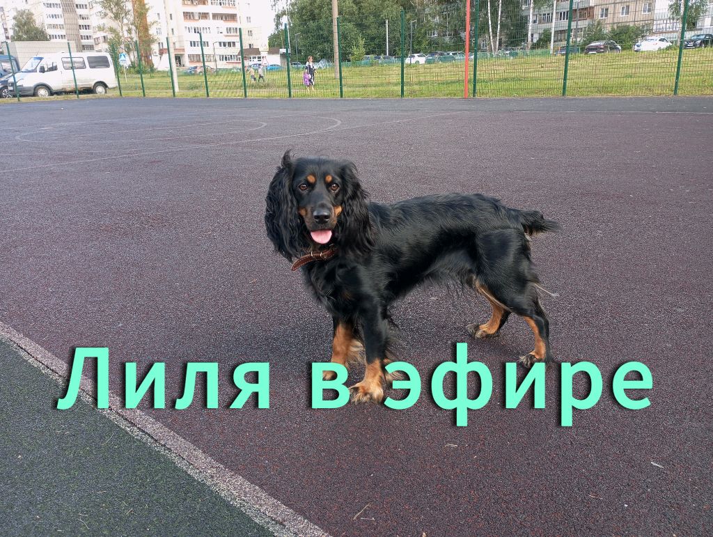 Спаниелька на связи!