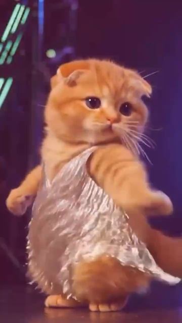 Киса на дискотеке