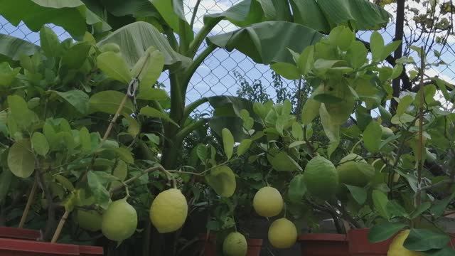 Посадила лимоны в горшочках, урожай в этом году хороший и посадила ещё банан она ещё не цветет,