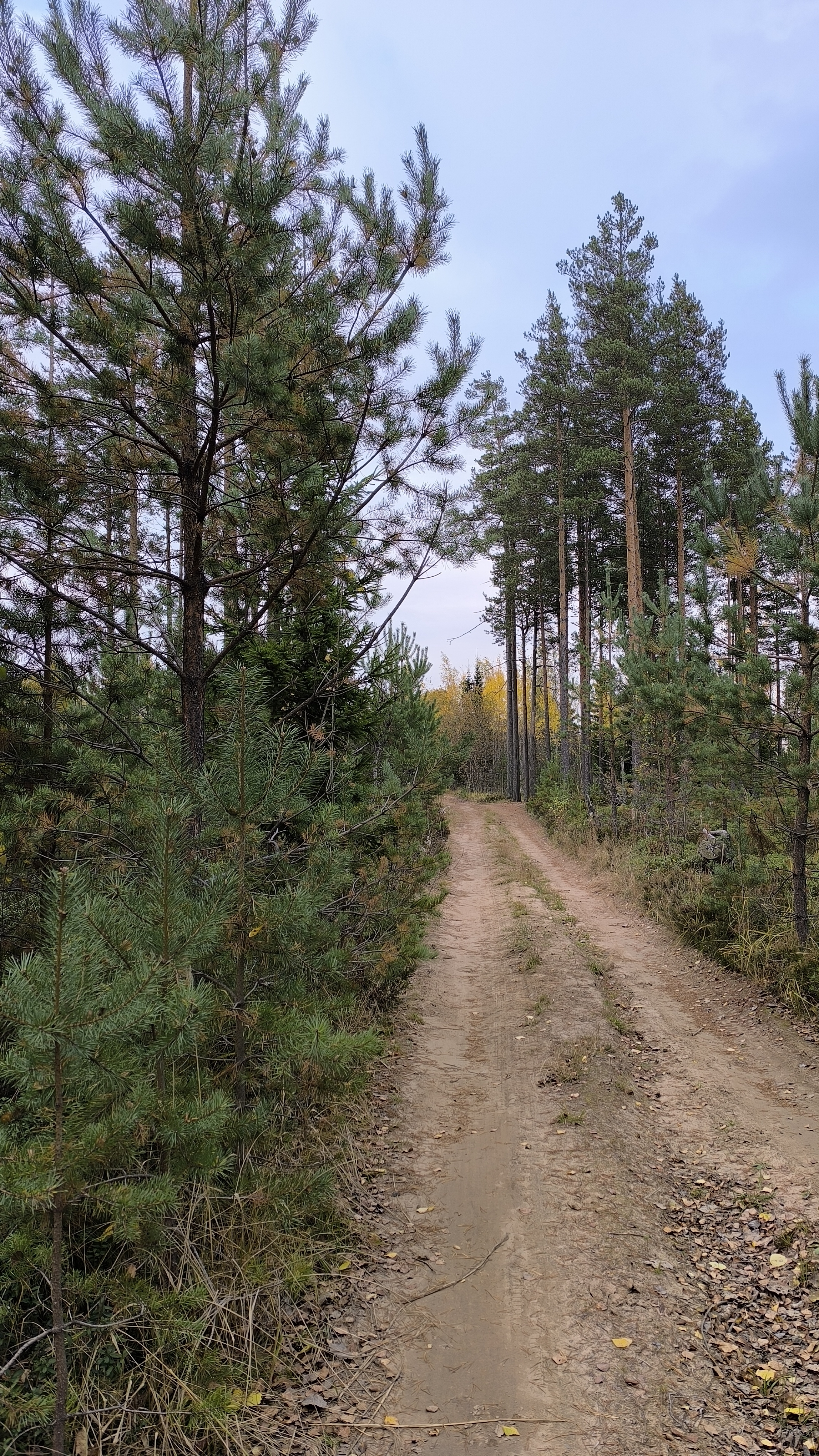 Шуршу осенними листьями 🍁