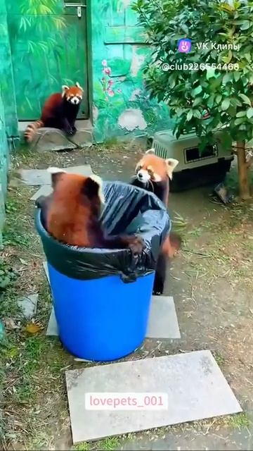 Story about animals