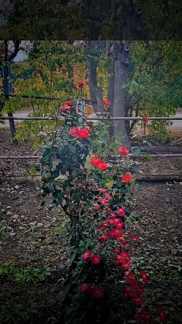 Отговорила роща золотая