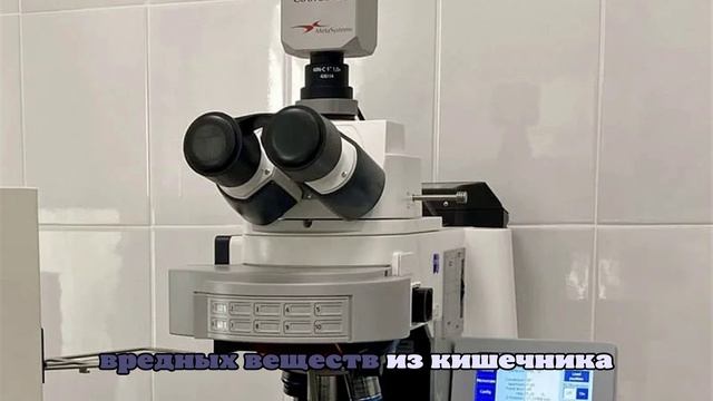 Ученые нашли простой способ обратить вспять повреждения печени