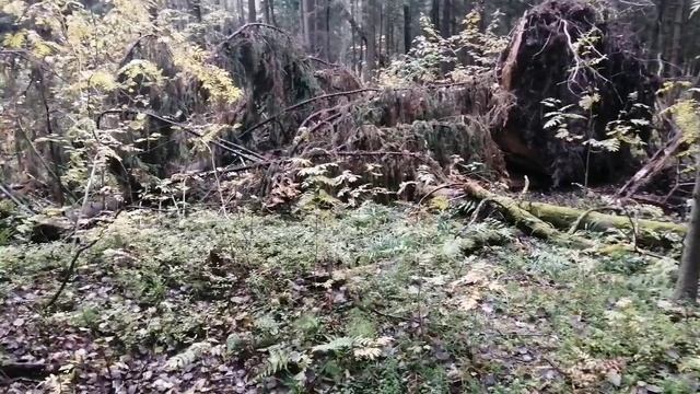 🌲🍄🍂🍁Лесопарк