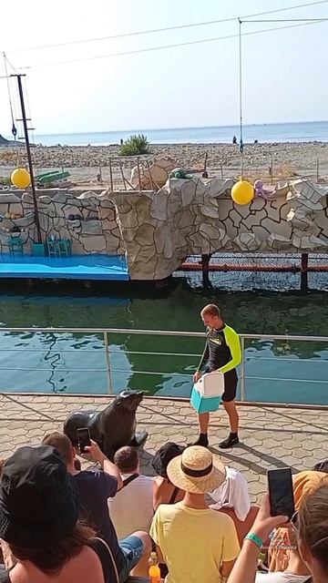 Морской котик в Анапском дельфинарии.