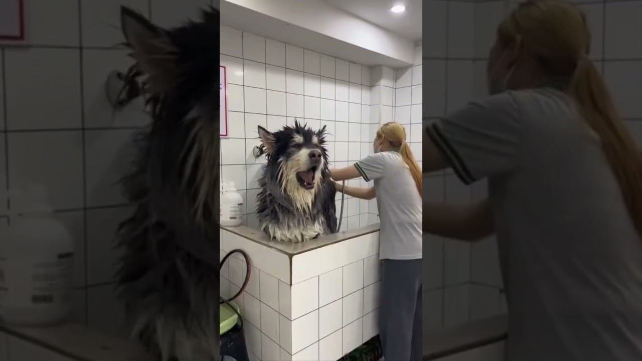 Funny Pets !!!  #funny #pets #cat #dog #shorts