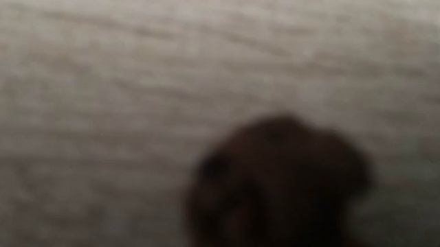 собака кричит мем
