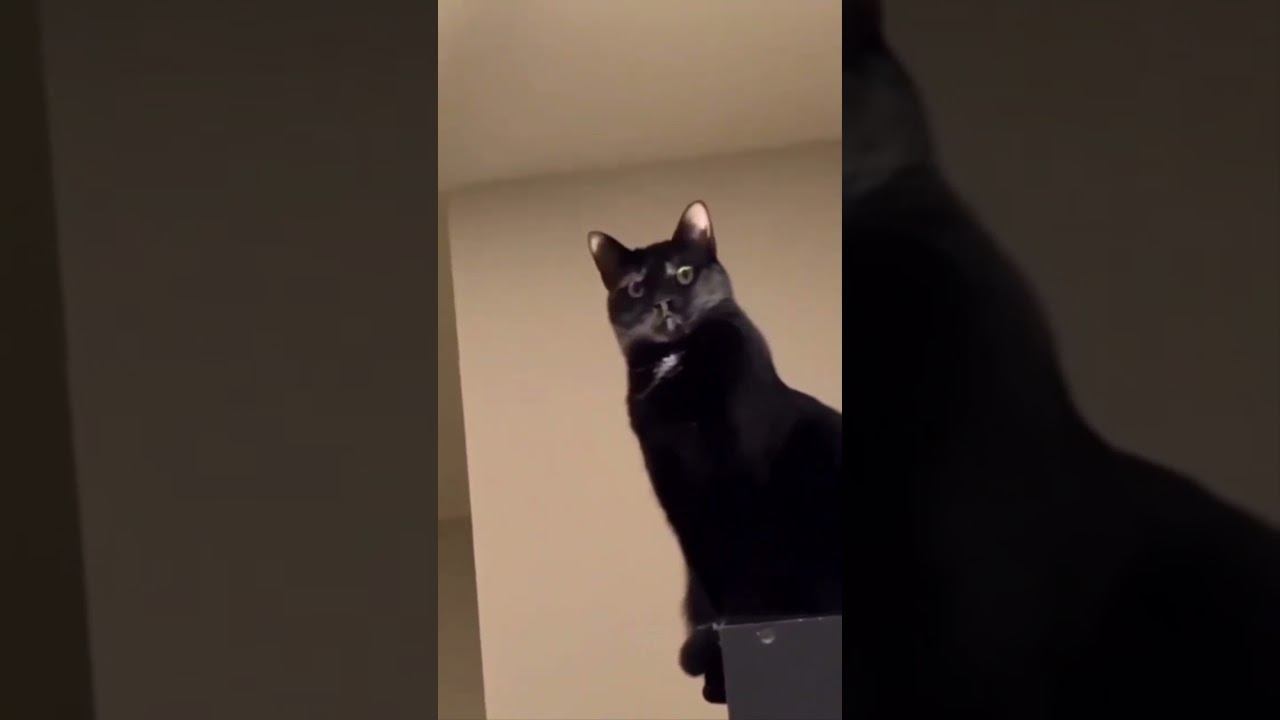 Funny cats !!!  funny cat cute shorts