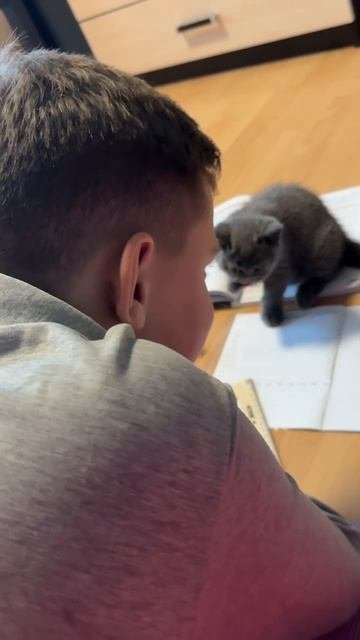 Британский котенок Джоник помогает в учбе