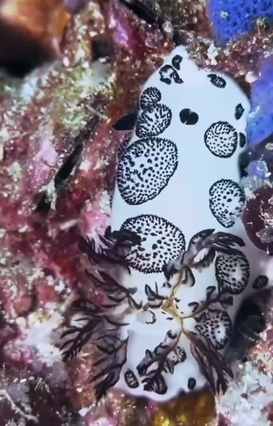 Морской заяц или морской кролик (Jorunna Funebris) - это вид нудибранхии, который обитает в прибр...