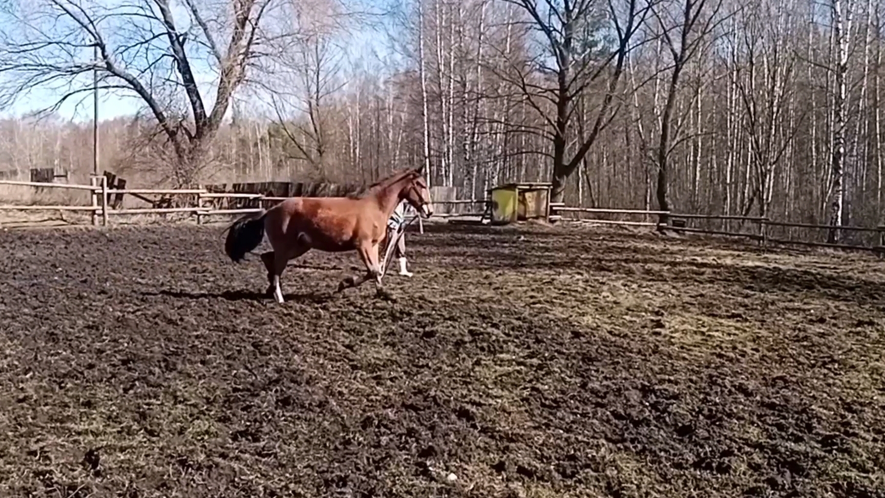 Занятие с молодой кобылкой на корде. Никто не сомневался.