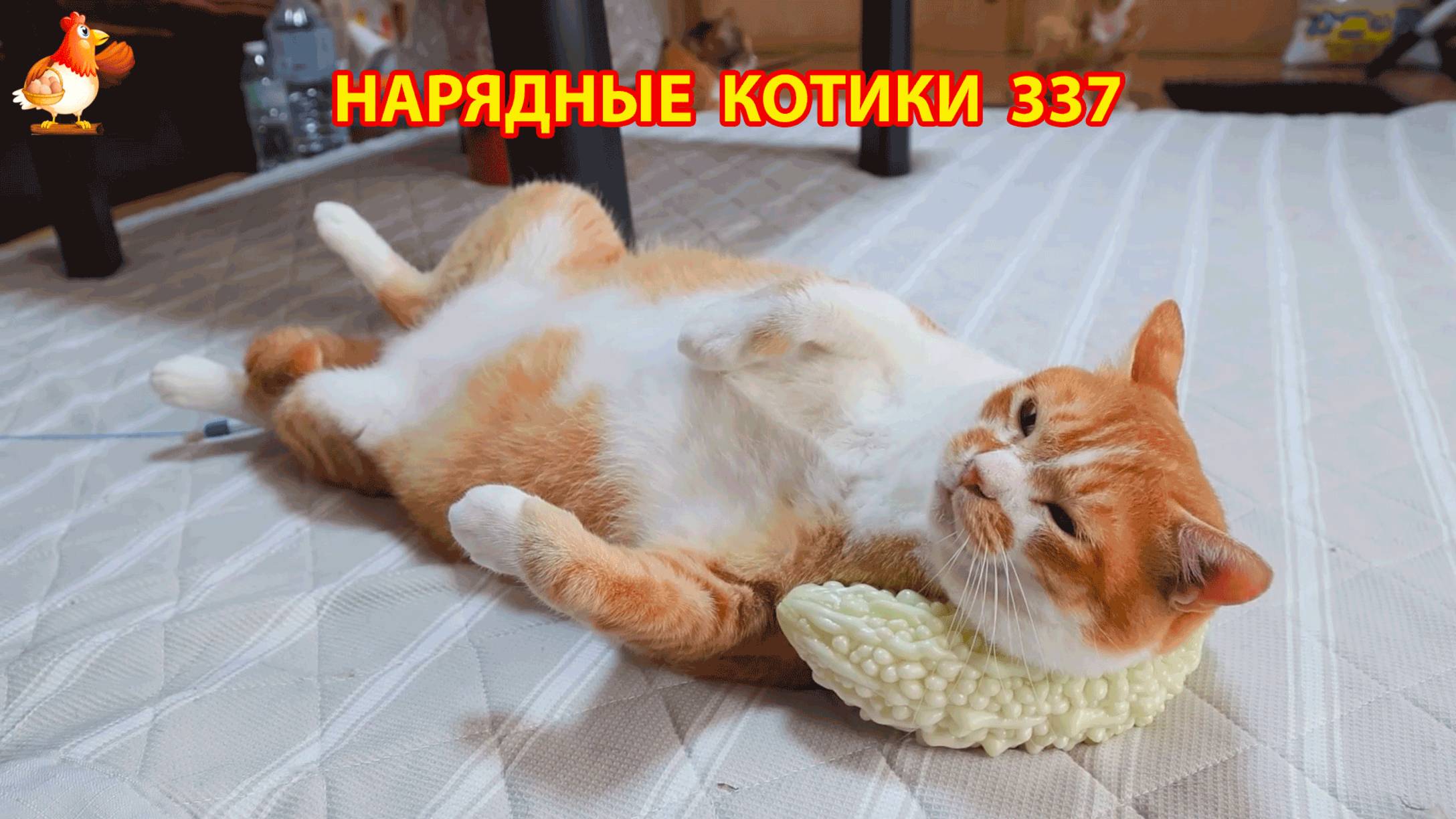 Нарядные Котики расслабляются на солнышке 🌞 🐈🐈🐈 (337)