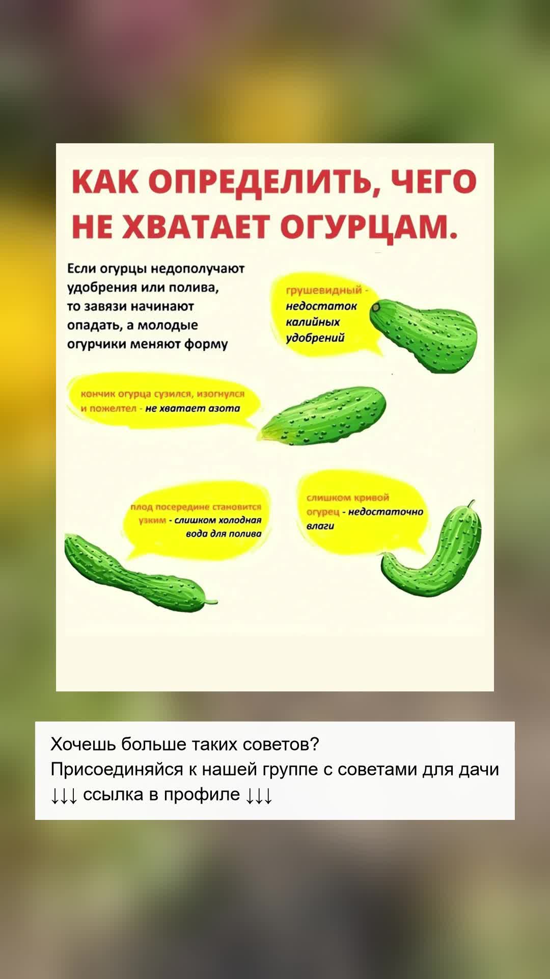 Как спасти ваши огурцы от деформации