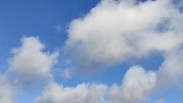 11.10 2025 тренировка спортивных голубей