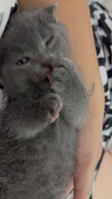 Ох уж эта лапка 🐾