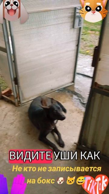 Не кто не записывается на бокс🐶🐱😆
