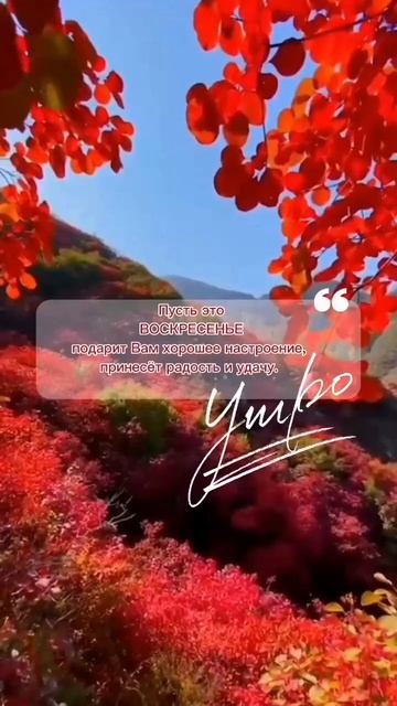 Хорошего воскресенья! ☀️ Пусть ваш день будет светлым и радостным