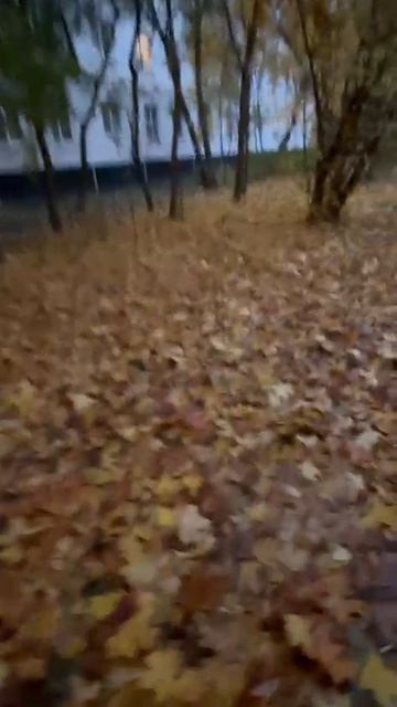 Золотая осень и дождь стучит по листьям🌧