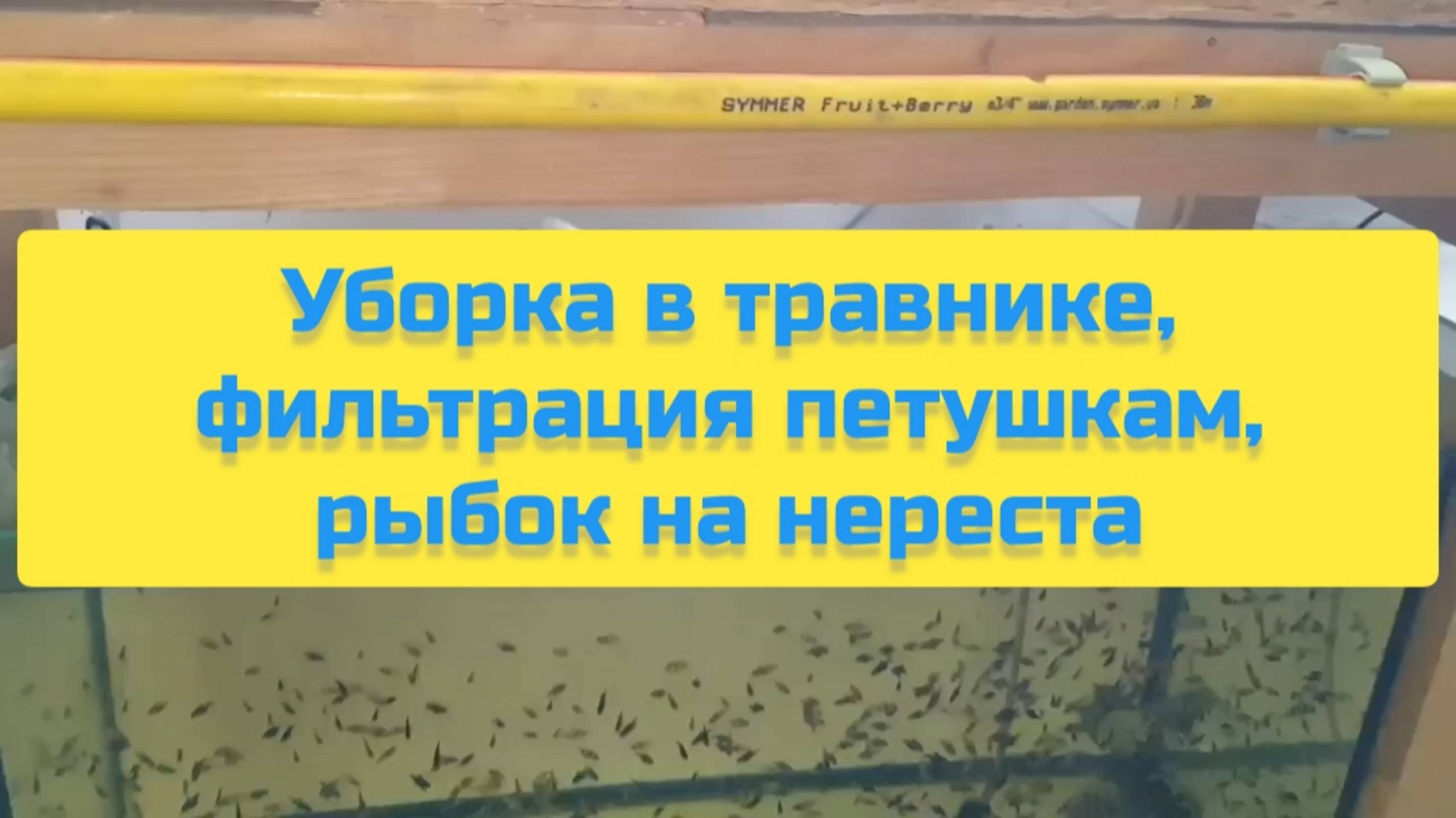УБОРКА В ТРАВНИКЕ, ФИЛЬТРАЦИЯ ПЕТУШКАМ, РЫБОК НА НЕРЕСТ