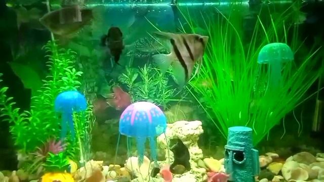 подводный мир.mp4